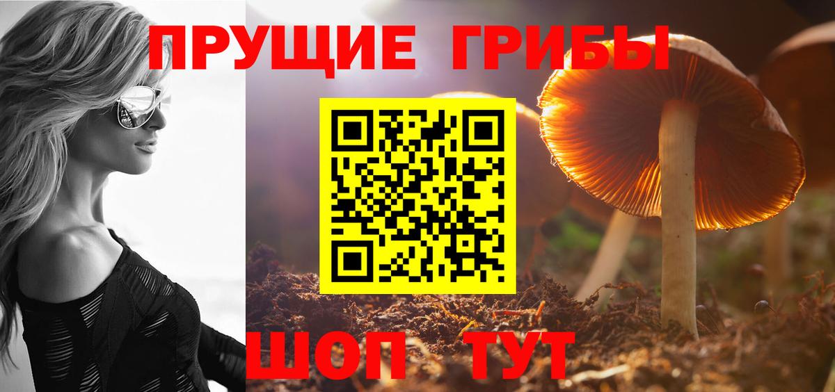 Галлюциногенные грибы Psilocybe Южноуральск